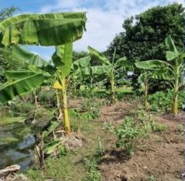 ที่ดินสามโคก ปทุมธานี, ปทุมธานี, บ้านปทุม, สามโคก, ปทุมธานี, 7,832 ตร.ม., ที่ดิน ขาย, โดย The Best Property โบว์, 500309543 - DDproperty.com