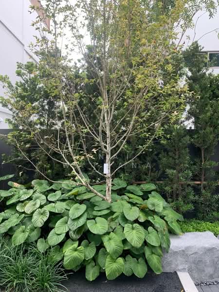 VIVE Rama 9, Bangkok, 38 Krungthep Kreetha Road, Saphan Sung, Bangkok, 3 Bedrooms, 324 sqm, Single Detached House For Rent, by Vinai Wattana, 500309738 - DDproperty.com