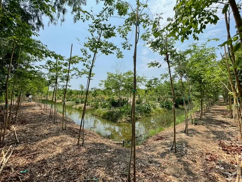 ที่ดินเปล่า 3 ไร่ ที่ดิน ใกล้การไฟฟ้าส่วนภูมิภาคหนองเสือ ซอยเทศบาล6, Pathum Thani, ถนนรังสิต-นครนายก, Bung Ba, Nong Sua, Pathum Thani, , 4,800 sqm, Land For Sale, by คุณ ภาณุพงศ์ คงเป็นนิล (กอล์ฟ), 500309772 - DDproperty.com