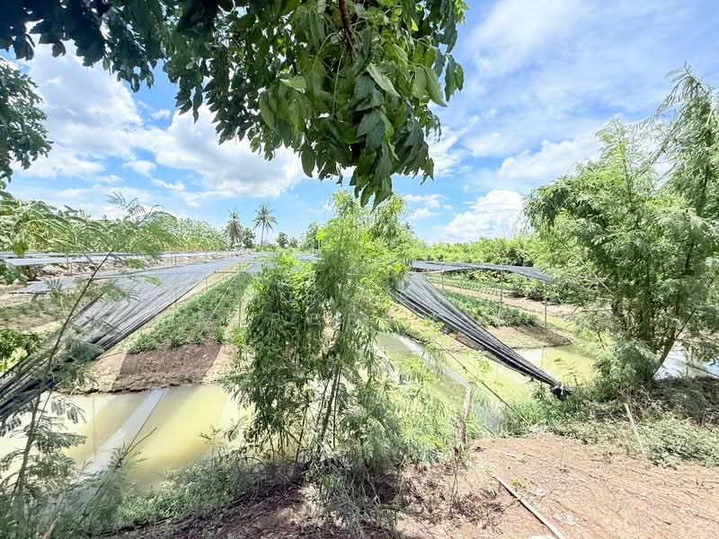 ที่ดินนครชัยศรี นครปฐม, Nakhon Pathom, Lan Tak Fa, Nakhon Chai Sri, Nakhon Pathom, , 6,096 sqm, Land For Sale, by The Best Property อั๋น, 500313613 - DDproperty.com