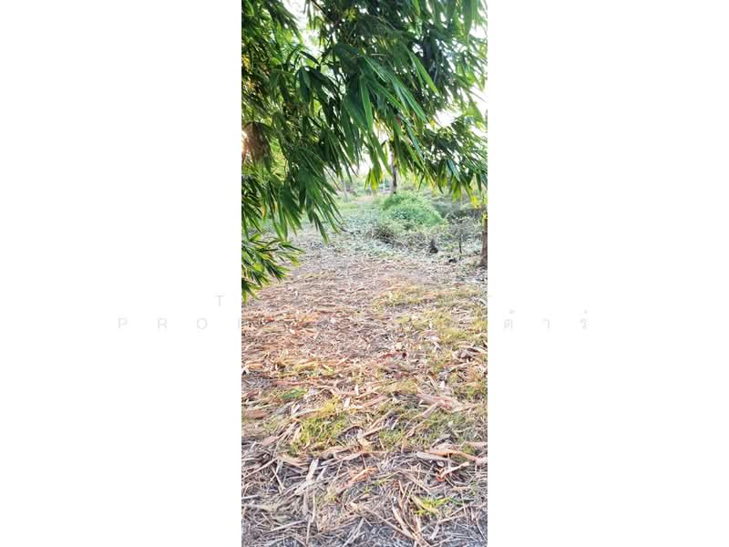 ที่ดินบางแก้ว ฉะเชิงเทรา, ฉะเชิงเทรา, บางแก้ว, เมืองฉะเชิงเทรา, ฉะเชิงเทรา, 22,020 ตร.ม., ที่ดิน ขาย, โดย The Best Property กีต้าร์, 500313895 - DDproperty.com