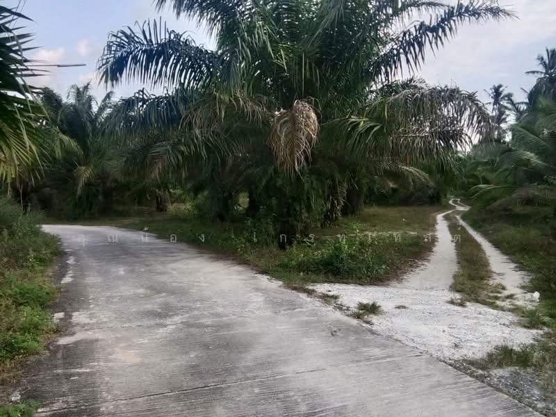 ที่ดินสวนปาล์ม นครศรีธรรมราช, Nakhon Si Thammarat, โคกเคียน-นครศรีธรรมราช, Pak Phun, Muang Nakhon Sri Thammarat, Nakhon Si Thammarat, , 80,000 sqm, Land For Sale, by คุณน้อง เกรทเทสต์, 500314454 - DDproperty.com