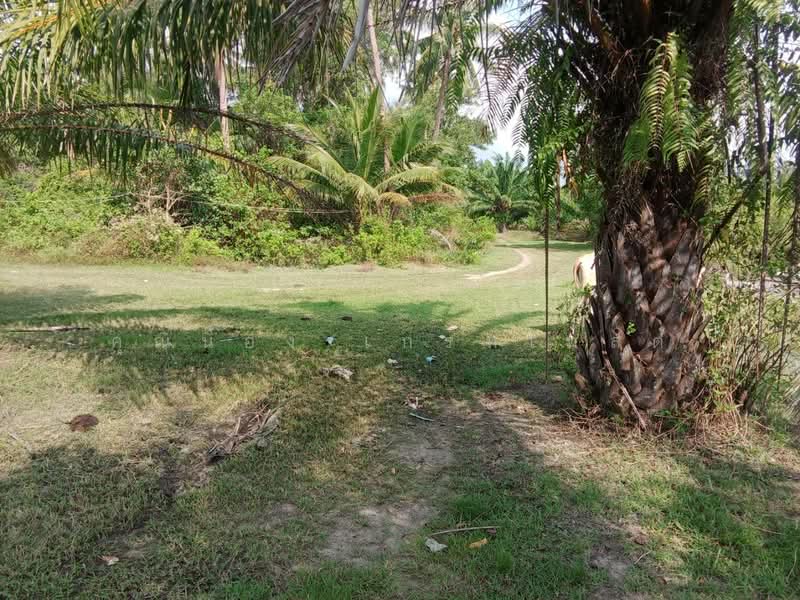 ที่ดินสวนปาล์ม นครศรีธรรมราช, Nakhon Si Thammarat, โคกเคียน-นครศรีธรรมราช, Pak Phun, Muang Nakhon Sri Thammarat, Nakhon Si Thammarat, , 80,000 sqm, Land For Sale, by คุณน้อง เกรทเทสต์, 500314454 - DDproperty.com