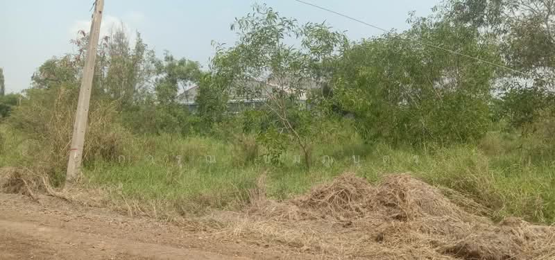 ปทุมธานี, ปทุมธานี, บางบัวทอง-สุพรรณบุรี, หน้าไม้, ลาดหลุมแก้ว, ปทุมธานี, 3,500 ตร.ม., ที่ดิน ให้เช่า, โดย การุณ ชมภูบุตร, 500315522 - DDproperty.com