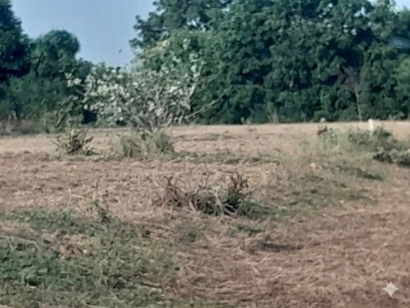 จรเข้สามพัน, Suphan Buri, Chorakhe Sam Phan, U Thong, Suphan Buri, , 816 sqm, Land For Sale, by ภัชลี ลภณวิช, 500315743 - DDproperty.com
