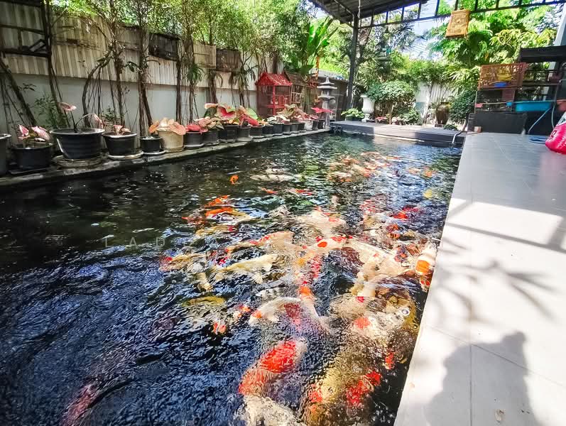 Suetrong Premium Rama 2-Samae Dam, Bangkok, 481 Rama 2 Road, Samae Dam, Bang Khun Thian, Bangkok, 4 Bedrooms, 220 sqm, Townhouse For Sale, by Ladda Suebthai, 500315792 - DDproperty.com
