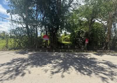 ขาย - ที่ดินแม่ริม เชียงใหม่, เชียงใหม่