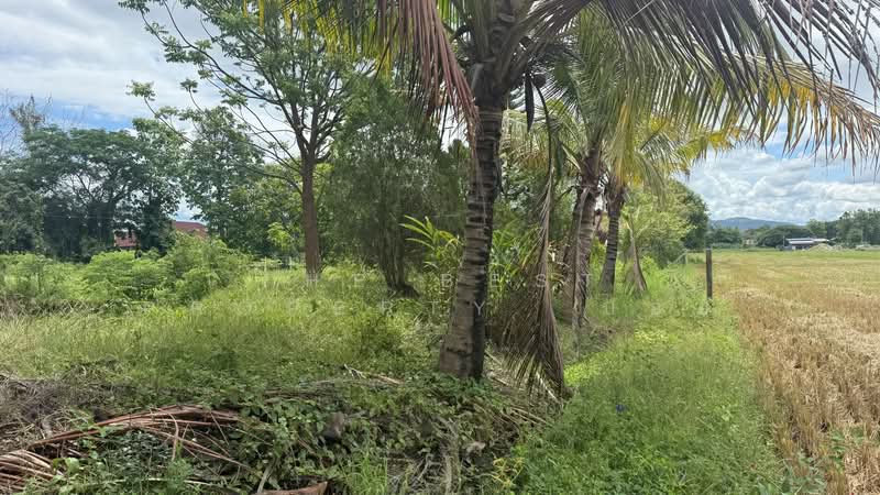ที่ดินแม่ริม เชียงใหม่, Chiang Mai, Ki Lek, Mae Rim, Chiang Mai, , 3,200 sqm, Land For Sale, by The Best Property บอย, 500316144 - DDproperty.com