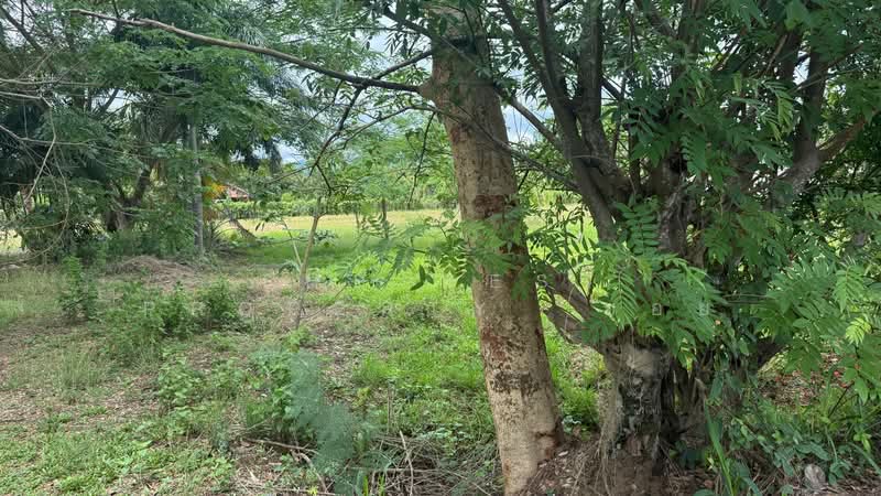 ที่ดินแม่ริม เชียงใหม่, Chiang Mai, Ki Lek, Mae Rim, Chiang Mai, , 3,200 sqm, Land For Sale, by The Best Property บอย, 500316144 - DDproperty.com