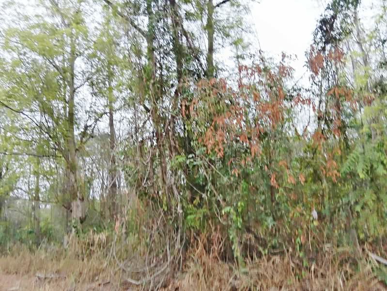 ที่ดินหัวหิน ประจวบคีรีขันธ์, Prachuap Khiri Khan, Nong Phap, Hua Hin, Prachuap Khiri Khan, , 40,616 sqm, Land For Sale, by The Best Property นุต, 500318758 - DDproperty.com