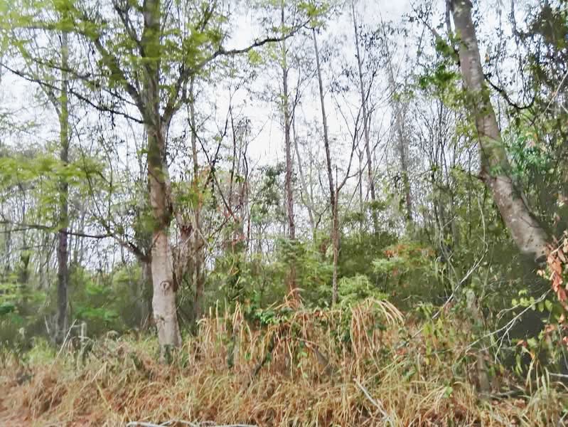 ที่ดินหัวหิน ประจวบคีรีขันธ์, Prachuap Khiri Khan, Nong Phap, Hua Hin, Prachuap Khiri Khan, , 40,616 sqm, Land For Sale, by The Best Property นุต, 500318758 - DDproperty.com