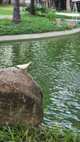 Abstracts Phahonyothin Park, กรุงเทพ, 1076 Phahonyothin Road, Chomphon Subdistrict, Chatuchak District, Bangkok, จอมพล, จตุจักร, กรุงเทพ, 60 ตร.ม., คอนโด ให้เช่า, โดย นิธินันท์ ชานวาทิกบุศย์, 500321025 - DDproperty.com