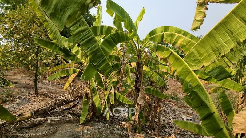 Rare Item !! Prime Land on Ratchaphruek Road (Outbound) – Opposite Robinson Lifestyle Ratchaphruek, Nonthaburi, Khlong Khoi, Pak Kret, Nonthaburi, , 5,340 sqm, Land For Sale, by Acute Realty Partner Co.,Ltd., 500321833 - DDproperty.com