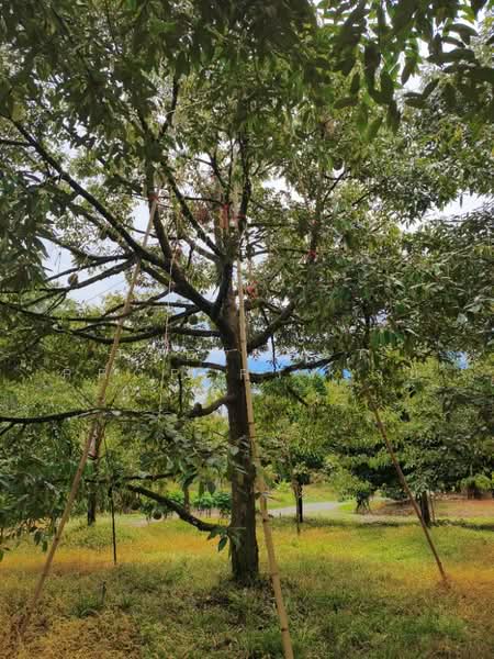 ที่ดินมะขาม จันทบุรี, Chanthaburi, Makham, Chanthaburi, , 4,800 sqm, Land For Sale, by The Best Property จุ้ย, 500323785 - DDproperty.com