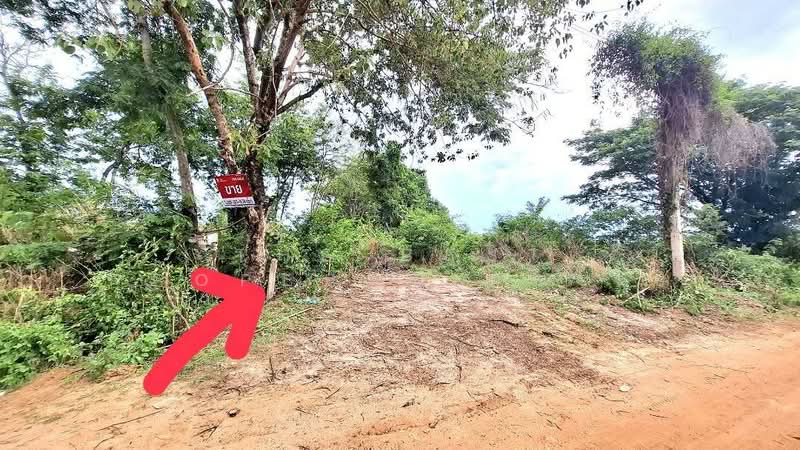 ที่ดินโพนทอง ร้อยเอ็ด, Roi Et, Sra Nok Kaeo, Phon Thong, Roi Et, , 464 sqm, Land For Sale, by The Best Property ทองใบ, 500326418 - DDproperty.com