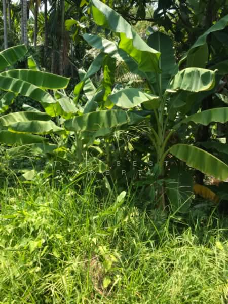 ที่ดินตลาดขวัญ นนทบุรี, Nonthaburi, Talat Kwan, Muang Nonthaburi, Nonthaburi, , 328 sqm, Land For Sale, by The Best Property ออฟ, 500326614 - DDproperty.com