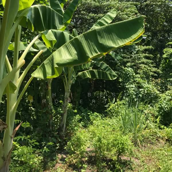 ที่ดินตลาดขวัญ นนทบุรี, Nonthaburi, Talat Kwan, Muang Nonthaburi, Nonthaburi, , 328 sqm, Land For Sale, by The Best Property ออฟ, 500326614 - DDproperty.com