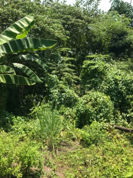 ที่ดินตลาดขวัญ นนทบุรี, Nonthaburi, Talat Kwan, Muang Nonthaburi, Nonthaburi, , 328 sqm, Land For Sale, by The Best Property ออฟ, 500326614 - DDproperty.com