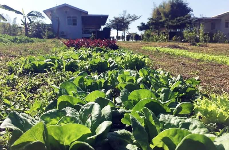 ที่ดินพร้อมบ้านด่านซ้าย เลย, Loei, Khok Ngam, Dan Sai, Loei, , 14,280 sqm, Land For Sale, by The Best Property เอ๋, 500327825 - DDproperty.com