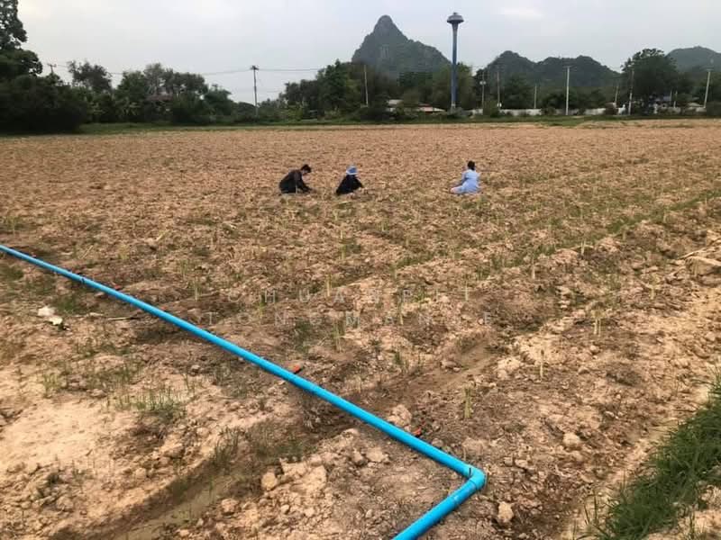 Dream Retirement Land Slow Life with Mount Ego Views, Phetchaburi, Khao Yoi, Phetchaburi, , 8,136 sqm, Land For Sale, by Chuanpit Tongmanee, 500329779 - DDproperty.com