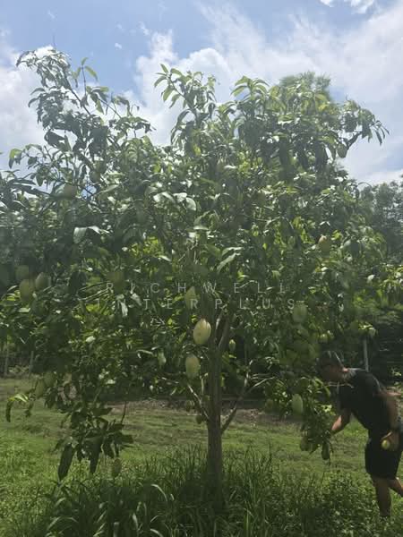 Selling a 25-rai eco-living forest land plot with Khao Yai mountain views, Prachin Buri, Kham Tanot, Prachantakham, Prachin Buri, , 41,204 sqm, Land For Sale, by RICHWELL INTERPLUS, 500331827 - DDproperty.com