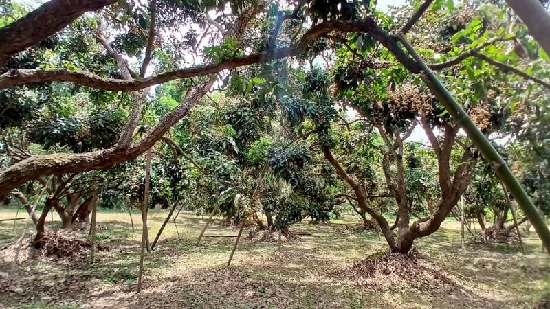 Riverside land for rent chiangmai, Chiang Mai, 108, Doi Kaeo, Chom Thong, Chiang Mai, , 4,218 sqm, Retail Space For Rent, by Paitoon T, 500332058 - DDproperty.com