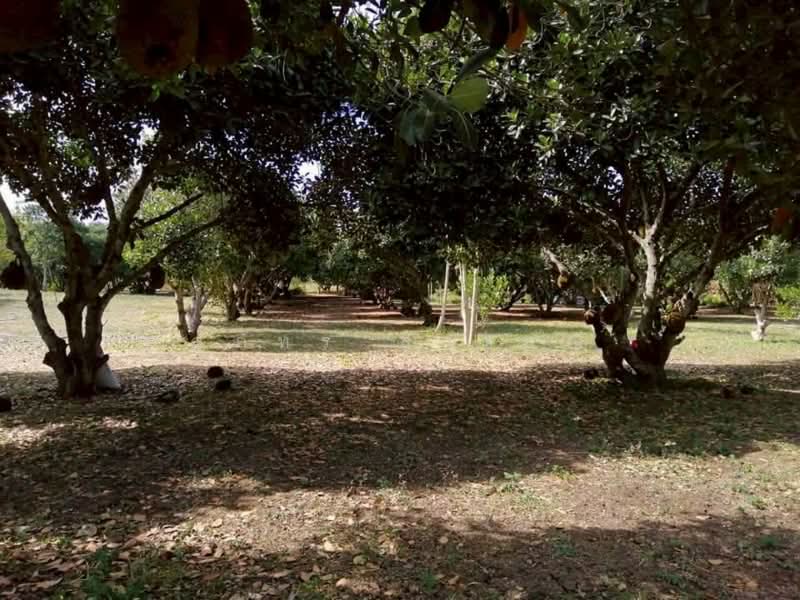 68 Rai Prime Land for Sale on Thanarat Road, Pak Chong, Nakhon Ratchasima, Nong Nam Sang, Pak Chong, Nakhon Ratchasima, , 108,800 sqm, Land For Sale, by สุภัทร สังขมณี, 500332141 - DDproperty.com