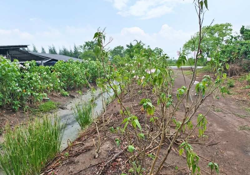 ที่ดินบ้านใหม่ ฉะเชิงเทรา, Chachoengsao, Ban Mai, Muang Chachoengsao, Chachoengsao, , 15,924 sqm, Land For Sale, by The Best Property ซายน์, 500332224 - DDproperty.com