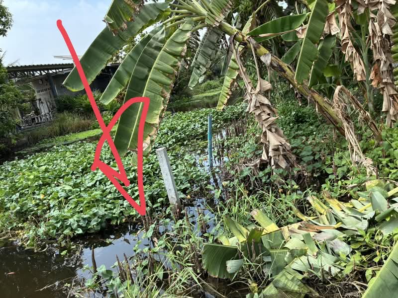 ขายที่ดินเปล่า 2 ไร่ 1 งาน 76 ตร.ว. แพรกหนามแดง อัมพวา สมุทรสงคราม ราคา 3.9 ล้าน, Samut Songkhram, Phraek Nam Daeng, Amphawa, Samut Songkhram, , 3,904 sqm, Land For Sale, by คุณนิด, 500332850 - DDproperty.com
