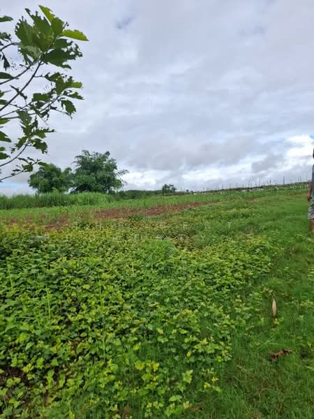 ที่ดินเทิง เชียงราย, Chiang Rai, San Sai Ngam, Thoeng, Chiang Rai, , 33,216 sqm, Land For Sale, by The Best Property Agent ไนล์, 500333199 - DDproperty.com