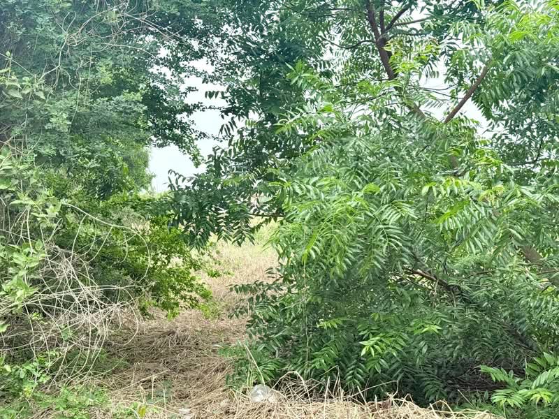 ที่ดินหนองจอก คลองสิบ กรุงเทพมหานคร, กรุงเทพ, คลองสิบ, หนองจอก, กรุงเทพ, 400 ตร.ม., ที่ดิน ขาย, โดย The Best Property เมญ่า, 500334378 - DDproperty.com
