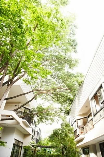 Veranda Ville, Bangkok, Soi Sukhumvit 38, Phra Kanong, Khlong Toei, Bangkok, 3 Bedrooms, 350 sqm, Single Detached House For Rent, by Kitnipat Boonyadhammakul, 500334401 - DDproperty.com