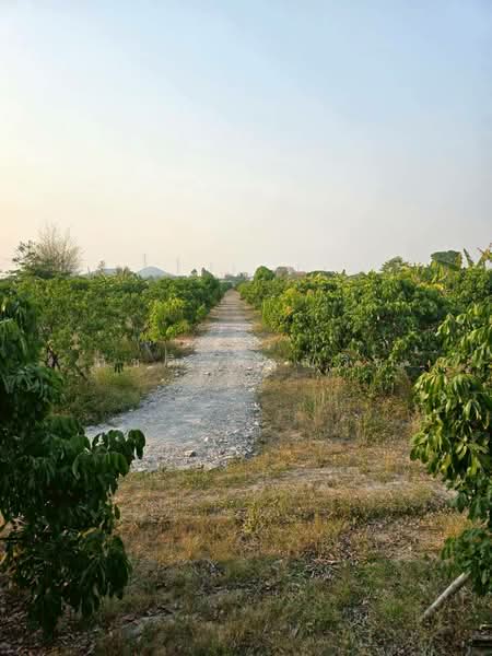ศรีบัวบาน, Lamphun, Sri Bua Ban, Muang Lamphun, Lamphun, , 11,944 sqm, Land For Sale, by ภัชลี ลภณวิช, 500334477 - DDproperty.com