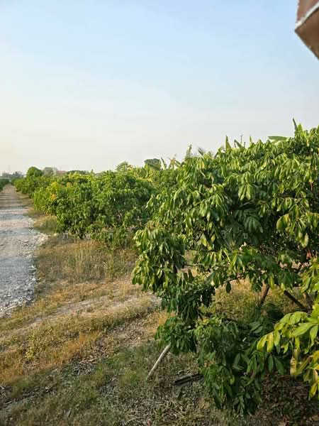 ศรีบัวบาน, Lamphun, Sri Bua Ban, Muang Lamphun, Lamphun, , 11,944 sqm, Land For Sale, by ภัชลี ลภณวิช, 500334477 - DDproperty.com