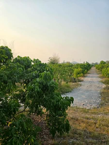 ศรีบัวบาน, Lamphun, Sri Bua Ban, Muang Lamphun, Lamphun, , 11,944 sqm, Land For Sale, by ภัชลี ลภณวิช, 500334477 - DDproperty.com