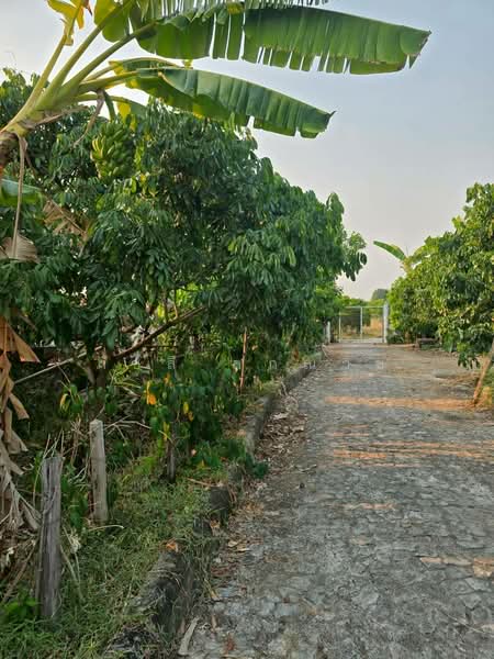 ศรีบัวบาน, ลำพูน, ศรีบัวบาน, เมืองลำพูน, ลำพูน, 11,944 ตร.ม., ที่ดิน ขาย, โดย ภัชลี ลภณวิช, 500334477 - DDproperty.com