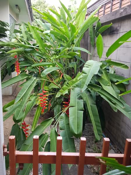 ที่ดินและสิ่งปลูกสร้าง สุขุมวิท 81, Bangkok, Phra Kanong Nua, Watthana, Bangkok, , 1,428 sqm, Land For Sale, by HOME Real Estate Service, 500334878 - DDproperty.com