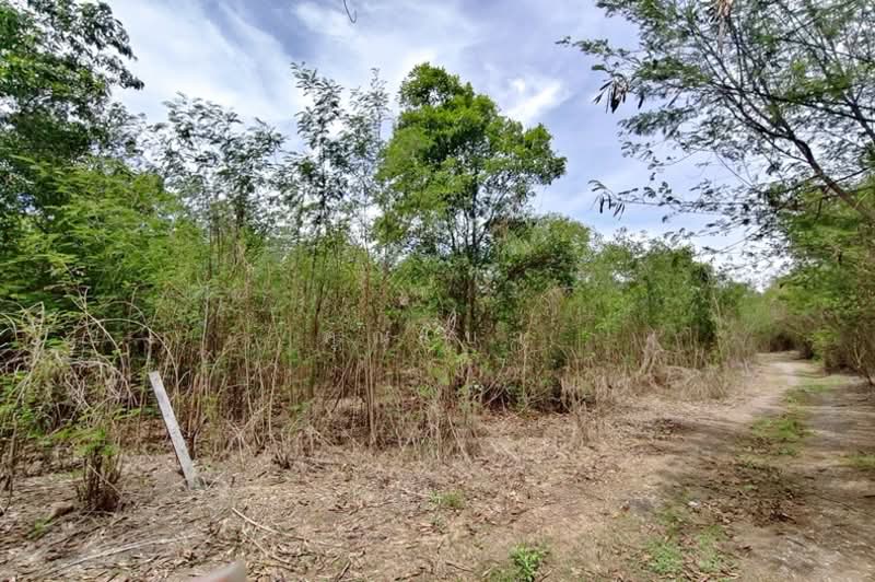 ถนนเลียบคลอง 11 ลำลูกกา, ปทุมธานี, บึงทองหลาง, ลำลูกกา, ปทุมธานี, 1,612 ตร.ม., ที่ดิน ขาย, โดย คุณโบว์, 500336509 - DDproperty.com