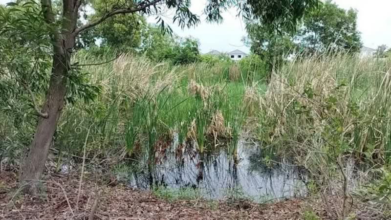 ที่ดิน ซอยบงกช 32 คลองสอง, Pathum Thani, Khlong Song, Khlong Luang, Pathum Thani, , 352 sqm, Land For Sale, by Pongpan Matkhao, 500336571 - DDproperty.com