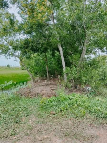 ที่ดิน ซอยบงกช 32 คลองสอง, ปทุมธานี, คลองสอง, คลองหลวง, ปทุมธานี, 352 ตร.ม., ที่ดิน ขาย, โดย Pongpan Matkhao, 500336571 - DDproperty.com