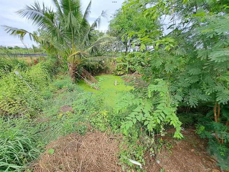 ที่ดินพุทธมณฑล นครปฐม, Nakhon Pathom, Khlong Yong, Phuttha Mon Thon, Nakhon Pathom, , 400 sqm, Land For Sale, by The Best Property เป๊ก, 500337344 - DDproperty.com