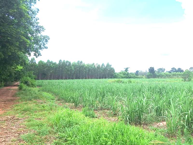 ขายที่ดินเปล่า 40-2-94 ไร่ ใกล้ที่ว่าการอำเภอเมืองสระแก้ว จ.สระแก้ว, Sa Kaeo, Khok Pi Khong, Muang Sa Kaeo, Sa Kaeo, , 65,176 sqm, Land For Sale, by Paiwong Onna-nam, 500337813 - DDproperty.com