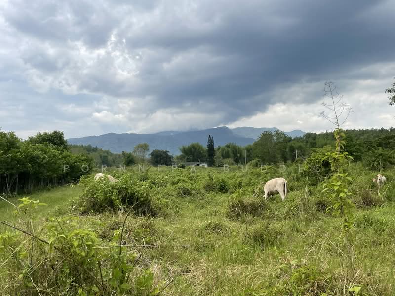 Maerim Land ready to build, Chiang Mai, Huai Sai, Mae Rim, Chiang Mai, , 3,200 sqm, Land For Sale, by Pornnipa Buddee, 500338007 - DDproperty.com