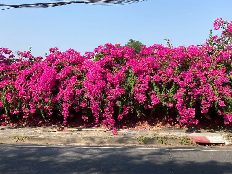 Navatanee Residence : หมู่บ้านนวธานี เรสซิเดนซ์, กรุงเทพ, ถนนนวธานี, รามอินทรา, คันนายาว, กรุงเทพ, 730 ตร.ม., บ้านเดี่ยว ขาย, โดย Amarin Sitthidhoon, 500339941 - DDproperty.com
