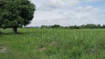ขาย - ที่ดินนาบ่อคำ กำแพงเพชร, กำแพงเพชร