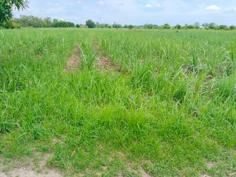 ที่ดินนาบ่อคำ กำแพงเพชร, Kamphaeng Phet, Na Bo Kham, Muang Kamphaeng Phet, Kamphaeng Phet, , 24,916 sqm, Land For Sale, by The Best Property รัตน์, 500340844 - DDproperty.com