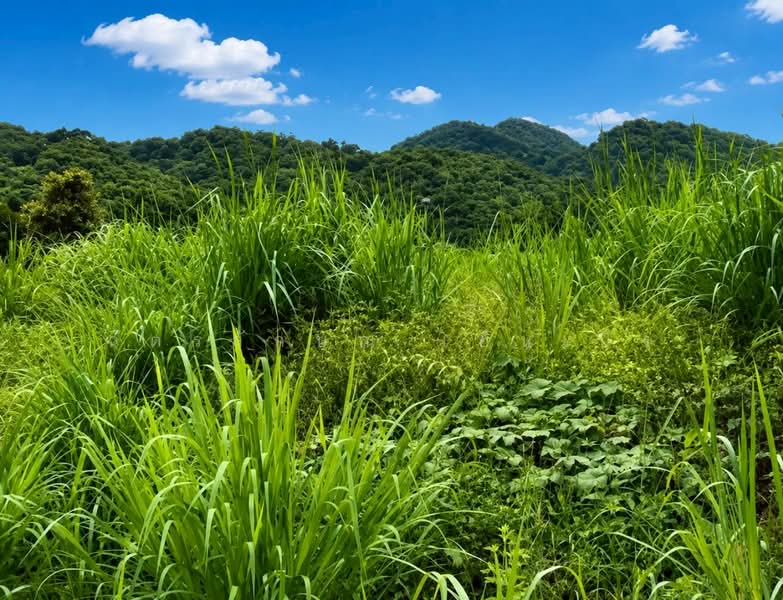 ขายที่ดินพร้อมทำบ้านสวน 1 ไร่ ท่าคล้อ แก่งคอย สระบุรี ถมแล้ว มีบ่อน้ำ ราคาไม่ถึงล้าน, Saraburi, Tha Khlo, Kaeng Khoi, Saraburi, , 1,600 sqm, Land For Sale, by ฉัตรลักษณ์ เย็นเปิง, 500341505 - DDproperty.com