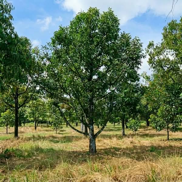 ที่ดินเขาคิชฌกูฏ จันทบุรี, Chanthaburi, Khlong Plu, Kao Kichakut, Chanthaburi, , 16,896 sqm, Land For Sale, by The Best Property อ้อม, 500342040 - DDproperty.com