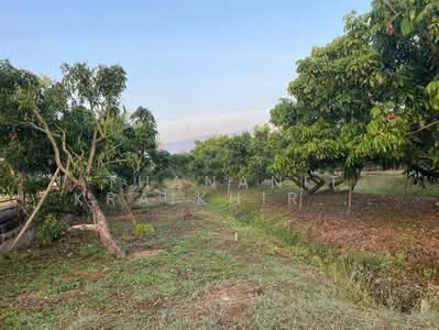 ขาย - ที่ดินสวนลำไย, เชียงใหม่