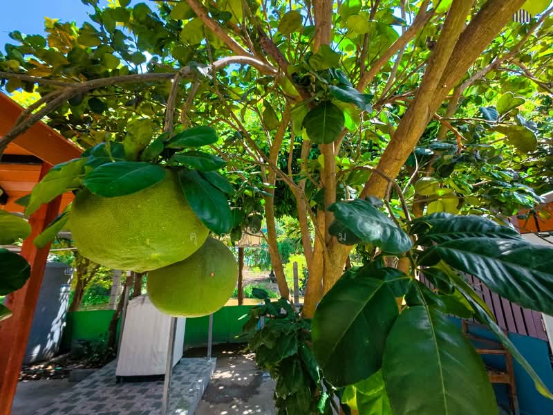 Urgent Sale! Waterfront Resort-Style Land with 5 Guest Rooms, Suphan Buri, Yang Non, Doembang Nangbuat, Suphan Buri, , 5,540 sqm, Land For Sale, by คุณโอห์ม, 500345477 - DDproperty.com